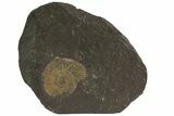 Dactylioceras Ammonite Plate - Posidonia Shale, Germany #79323-1